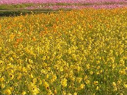 黄、ピンクが咲き乱れるコスモス畑