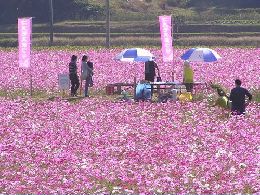 コスモスに囲まれて楽しそう!