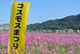加古川・志方東コスモスまつり