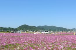 高畑コスモス