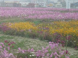 コスモス畑のはばタンコスモス