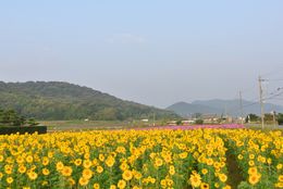 広尾西のヒマワリ