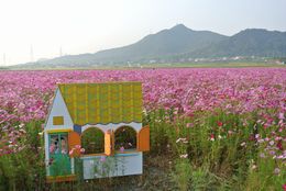 窓からコスモス