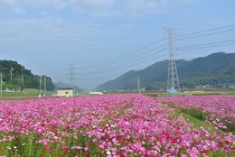 東飯坂コスモス