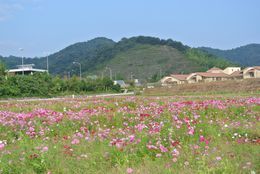 大沢北コスモス