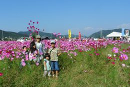 家族でコスモス畑に!