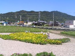 はばタン コスモス