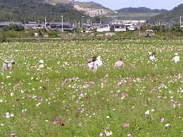 コスモスと一緒!