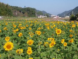 ヒマワリも楽しそう!