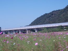 コスモス畑から山陽自動車道を望む!