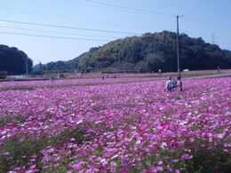満開のコスモス畑