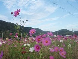 良い感じのコスモス