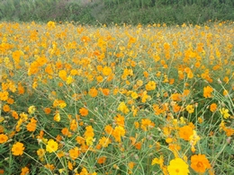 黄花コスモス