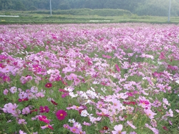 赤、ピンク、白入り乱れてのコスモス畑