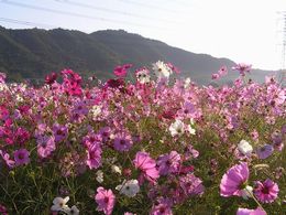 朝日のコスモス