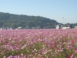 満開のコスモス