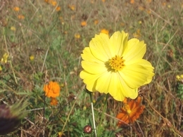 黄色いコスモス