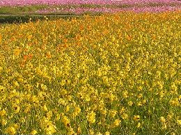 黄、ピンクが咲き乱れるコスモス畑