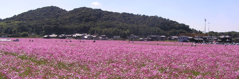 コスモスまつり 関西 兵庫県加古川市志方町のコスモス畑 ミヤシタ