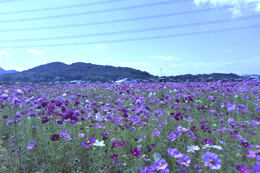 ���Ð�R�X���X�炫�܂����B