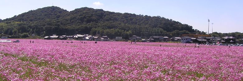 加古川コスモス コスモス祭り コスモス畑 コスモスを見に行こう!
