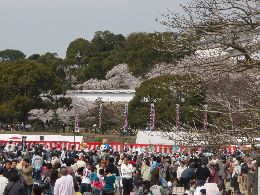 姫路城観桜会にひめか