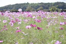加古川コスモス2016