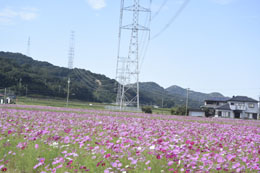 加古川コスモス2016